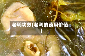 老鸭功效(老鸭的药用价值)