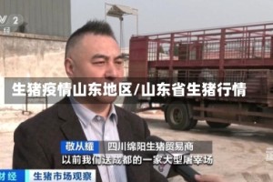 生猪疫情山东地区/山东省生猪行情