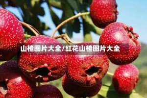 山楂图片大全/红花山楂图片大全
