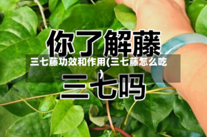 三七藤功效和作用(三七藤怎么吃)