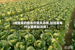 【娃娃菜的营养价值及功效,娃娃菜有什么营养和功效】