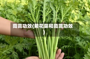茼蒿功效(菊花菜和茼蒿功效)