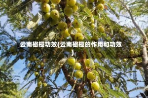 云南橄榄功效(云南橄榄的作用和功效)
