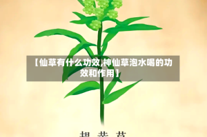 【仙草有什么功效,神仙草泡水喝的功效和作用】