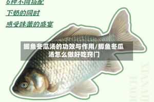 鲫鱼冬瓜汤的功效与作用/鲫鱼冬瓜汤怎么做好吃窍门