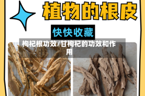 枸杞根功效/甘枸杞的功效和作用