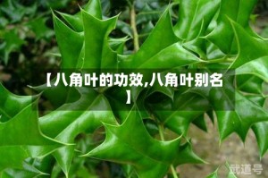 【八角叶的功效,八角叶别名】