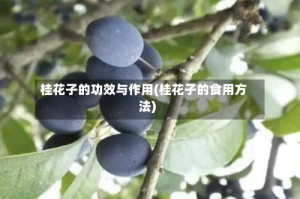 桂花子的功效与作用(桂花子的食用方法)