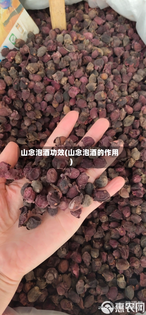 山念泡酒功效(山念泡酒的作用)-第1张图片