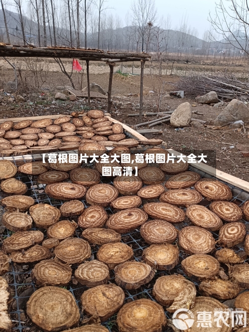 【葛根图片大全大图,葛根图片大全大图高清】-第3张图片