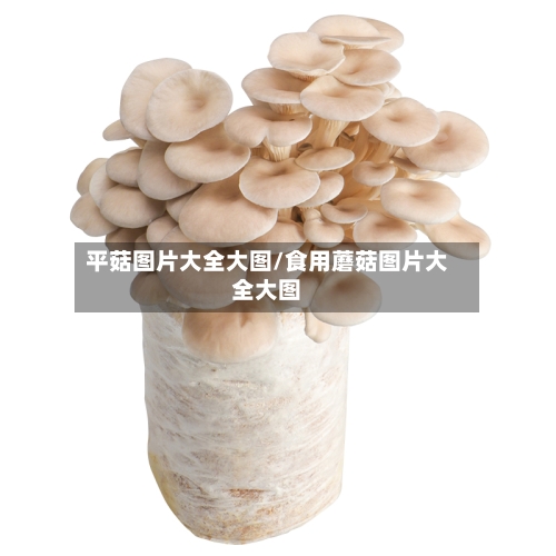 平菇图片大全大图/食用蘑菇图片大全大图-第1张图片