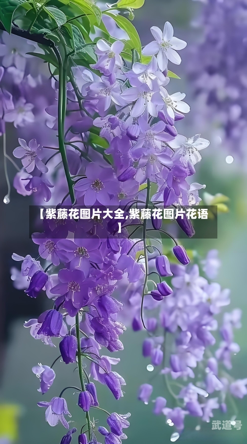 【紫藤花图片大全,紫藤花图片花语】-第1张图片